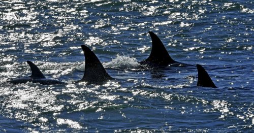 ‘Everybody is a bit on edge’: Sailors trade tips on steering clear of orcas