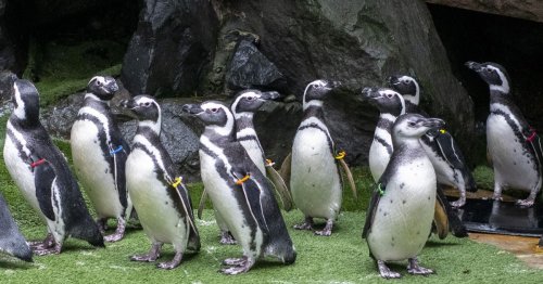 WA zoos remove birds from public exhibits to reduce risk of avian flu