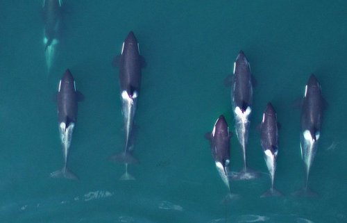 Northwest killer whales are shrinking in size — and so are their prey, chinook salmon, new research shows