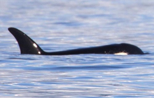Want to help Puget Sound’s orcas and salmon? Here’s what Seattle-area leaders say you can do