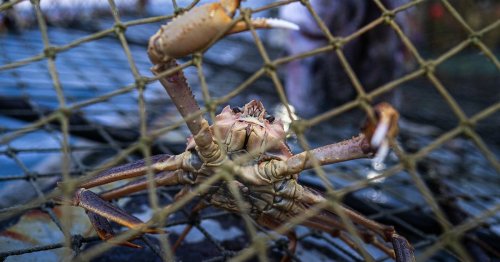 Decline of Bering Sea snow crab fishery demands swift action