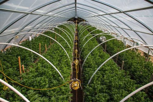 Canopy Growth: Bankruptcy Risks Are Growing Like A Weed