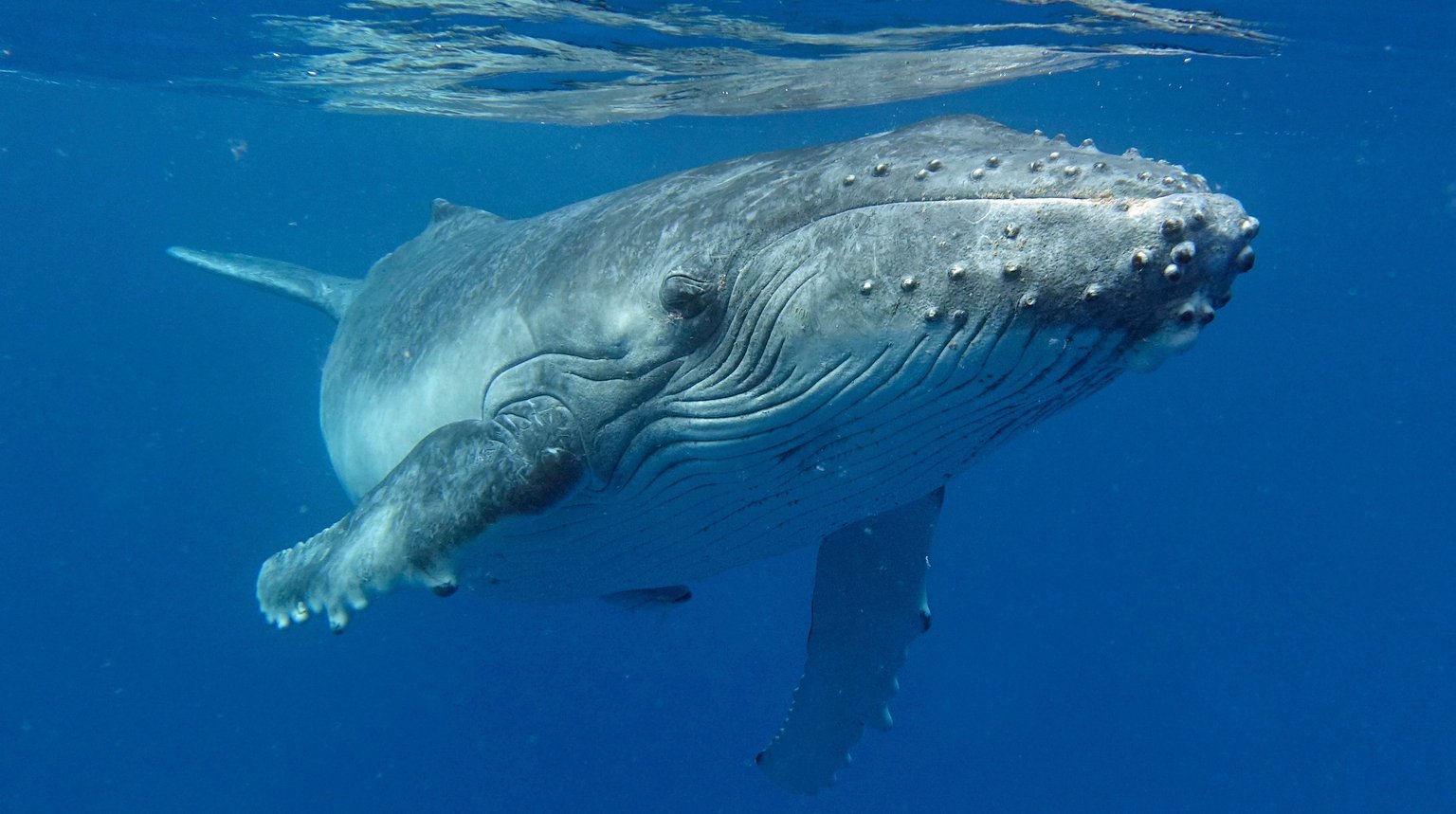 Enbridge: Downgrade Due To Recent Strong Performance And Limited Growth Prospects (ENB)