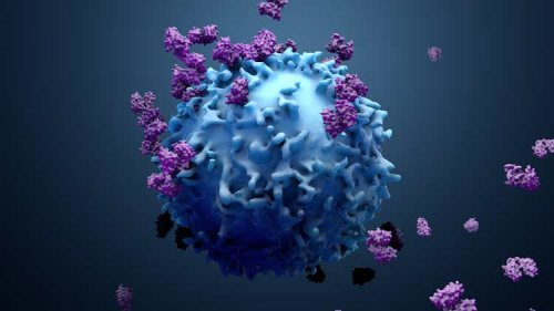 Purple Biotech stock falls amid interim phase 1 data of NT219 in advanced tumors