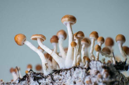 Psychedelic drug developer Cybin partners with Osmind (CYBN:NYSE)