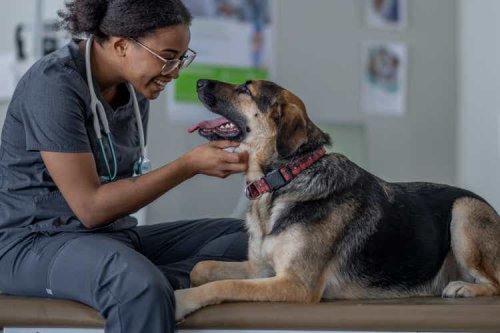 Petco Health and Wellness Company: An Attractive Prospect For Pet Lovers
