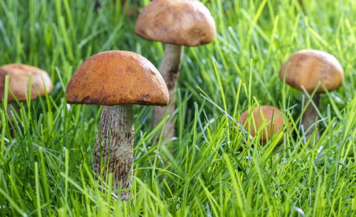Pilze im Garten | selbst.de