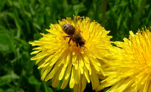 Bienenweide | selbst.de