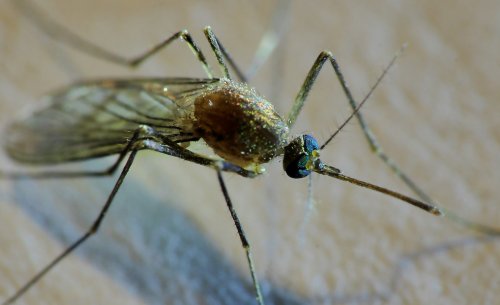 Mückenfalle | selbst.de