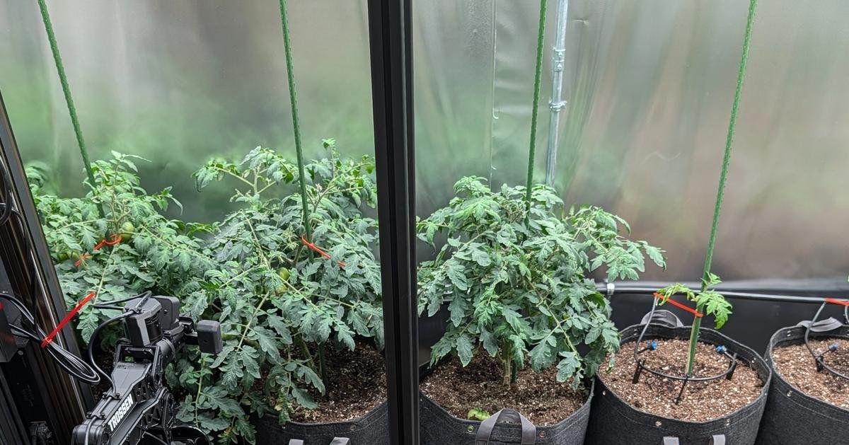These tomatoes thrive on crypto and Claude