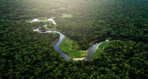 Pacto por la Amazonía Viva: esfuerzos para mitigar la deforestación en el Amazonas