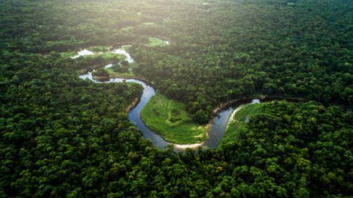 Pacto por la Amazonía Viva: esfuerzos para mitigar la deforestación en el Amazonas