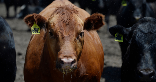 The Beef Industry Knew Its Climate Impact as Early as 1989 — and Worked to Obfuscate the Science