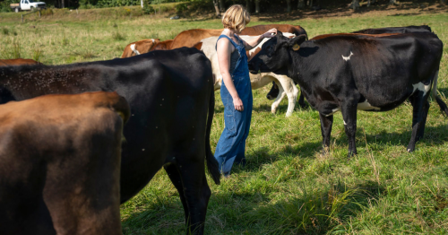 Feeding Cows Seaweed Can Reduce Methane Emissions, but the Additives Still Come With Plenty of Challenges