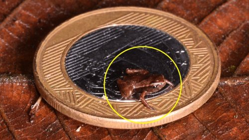 세상에서 가장 작은 척추동물은 바로 이 개구리 [와우! 과학]