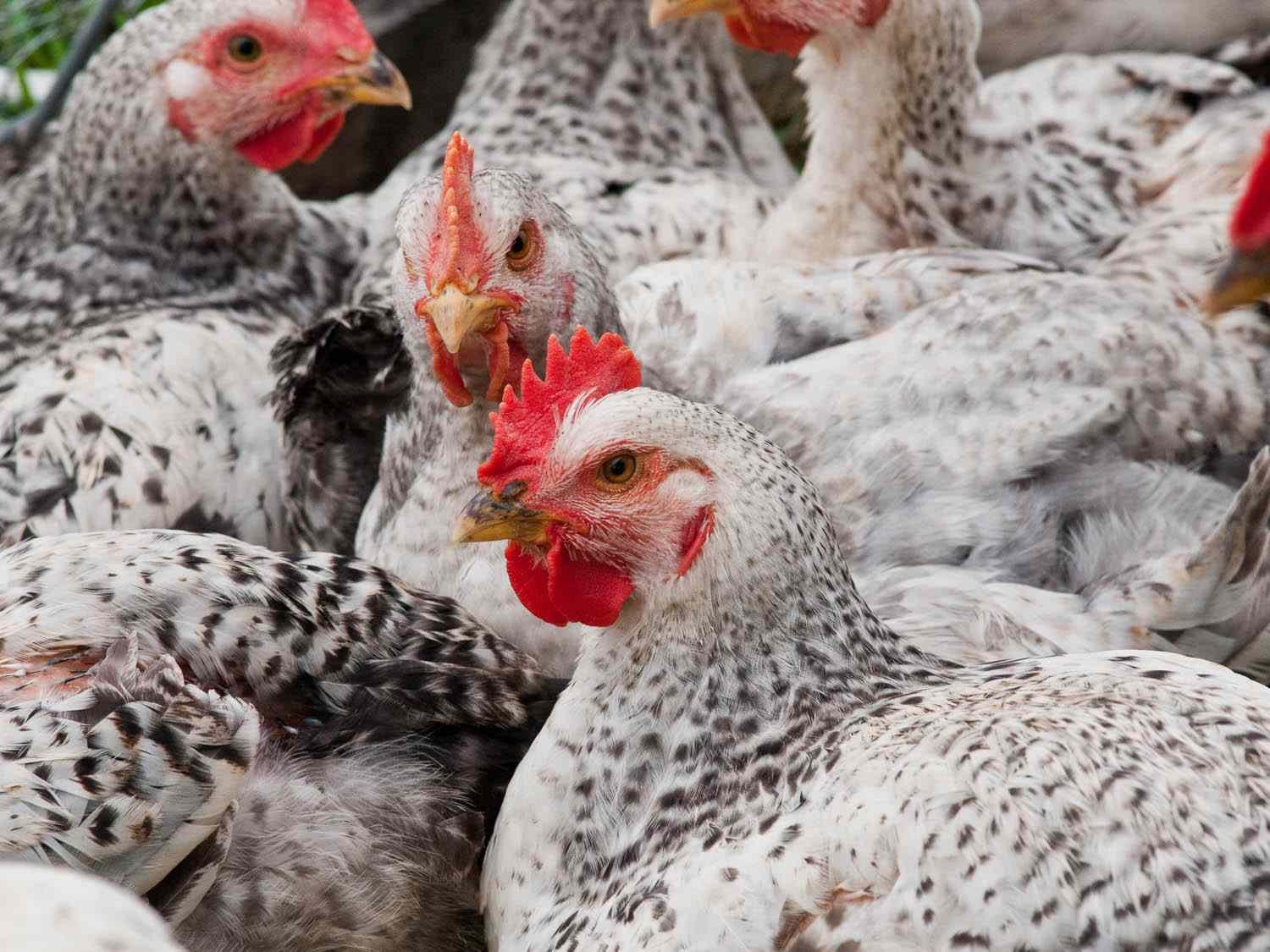 Know Your Chicken: What USDA Poultry Labels Actually Mean