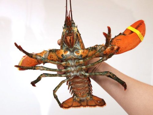 How To Buy A Lobster | The Food Lab