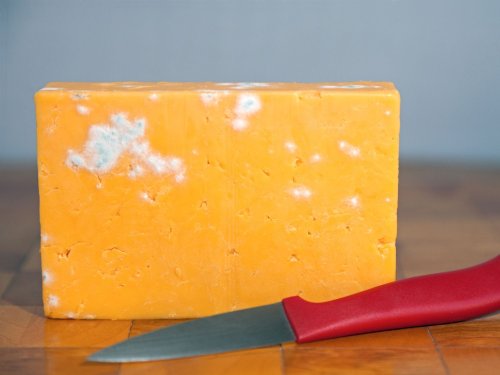 Is moldy cheese safe? 