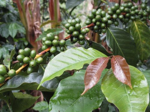 Why Coffee Varieties Are Important
