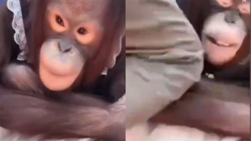 猩猩踩到飼養員的腳！她抓狂「出膝蓋爆擊」　動物園急道歉 | 國際 | 三立新聞網 SETN.COM