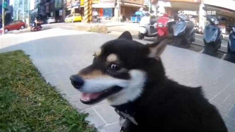 三立寵物網