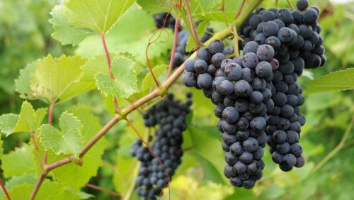 Exploring the Potential for Hybrid Grapes in Cold Climates