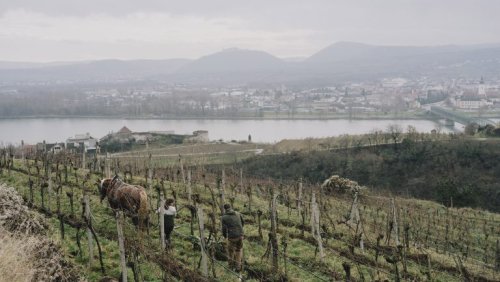 A Proposed Pesticide Ban Divides Austrian Vintners