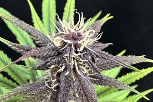 Considerable cannabis mystery may be solved