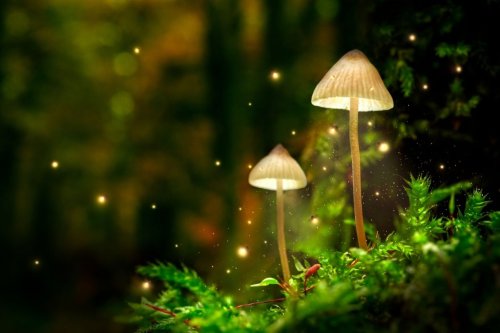 Magic mushroom strains – 12 varieties of shrooms