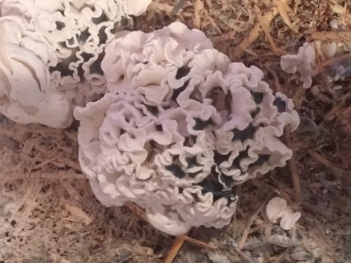 Enigma mushroom – an eye-catching psilocybe mutation