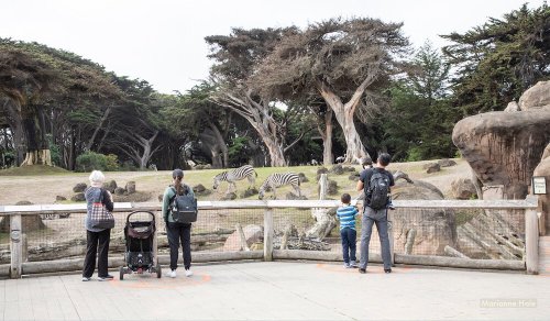 Oakland Zoo SF Zoo Closing Monday Due To Stay at Home Order Flipboard