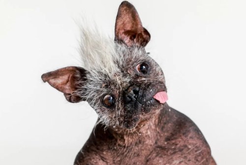 World's Ugliest Dog, Named Mr. Happy Face, Crowned In Petaluma