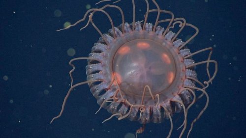 New Breed of Jellyfish With Nearly 40 Tentacles Discovered in the Depths of Monterey Bay
