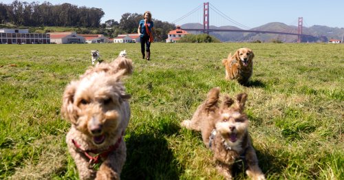 From flying cars to woke dogs, the most fascinating SF stories of 2024