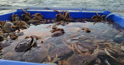 ‘Totally worth it’: First day of SF’s long-delayed crab season draws around-the-block line