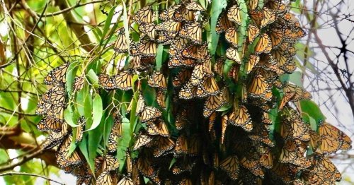 It’s Peak Monarch Butterfly Time Near Santa Cruz. Here’s How To See Them