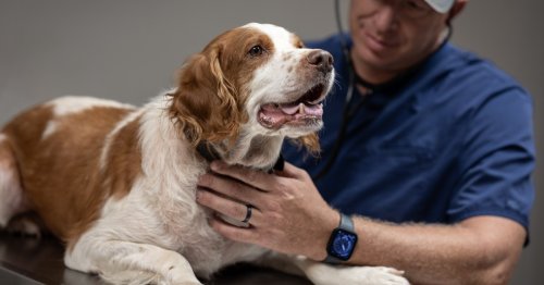 This San Francisco Startup Wants Your Dog to Live Longer. It Just Got an FDA Breakthrough