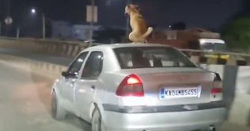 Watch: This dog was taking a ride on the roof of a car in Bengaluru