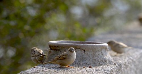 Eco India: Why are sparrows continuing to disappear from Indian cities?