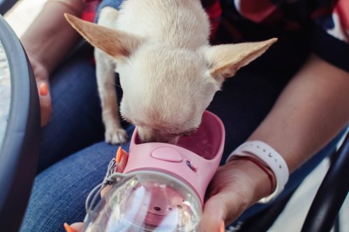 Amazon’s #1 Water Bottle for Dogs Is an ‘All-In-One Game-Changer’ for Pet Parents On-the-Go (& It’s Just $15)