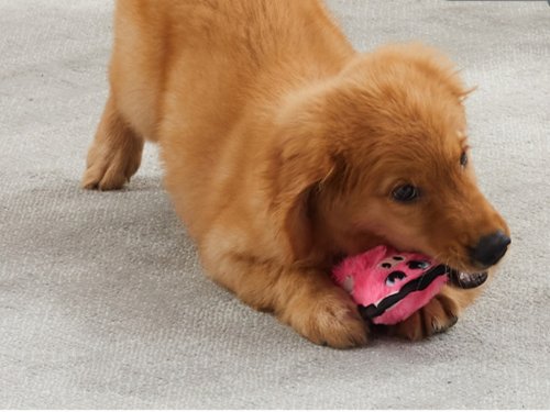 Shoppers Say This Adorable & Pet-Approved $4 Dog Toy With Over 5,000 Perfect Reviews Is ‘Truly Indestructible’
