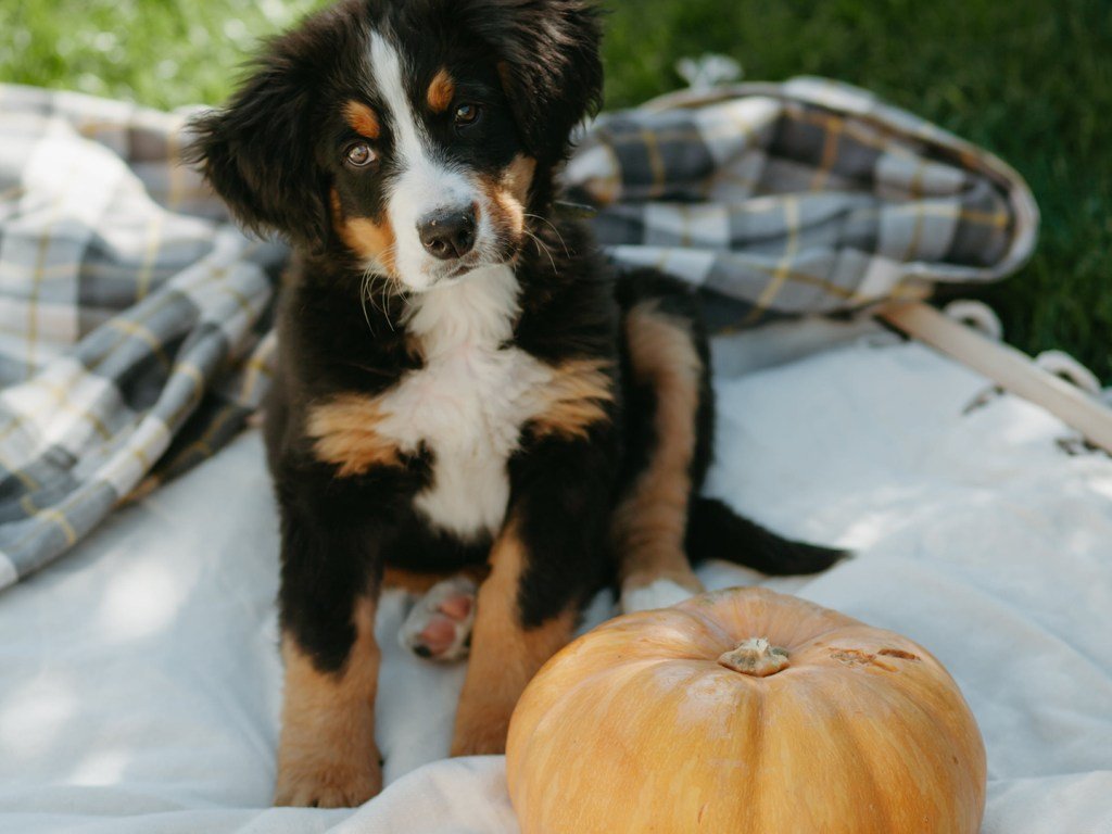 18 Dog Breed Pumpkin-Carving Templates for Pet Owners to Use This Halloween