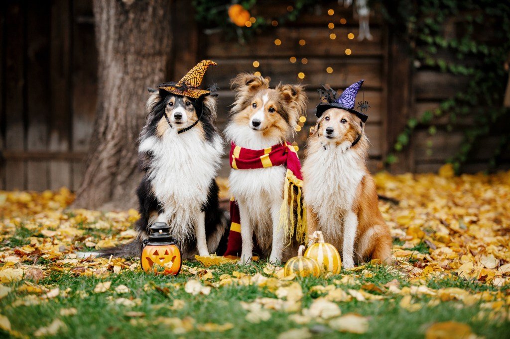 The Top Dog Halloween Costumes of 2024, According to Google