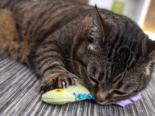 Shoppers Say This $4 Crinkle Toy Is Their Picky Cat’s ‘Favorite’