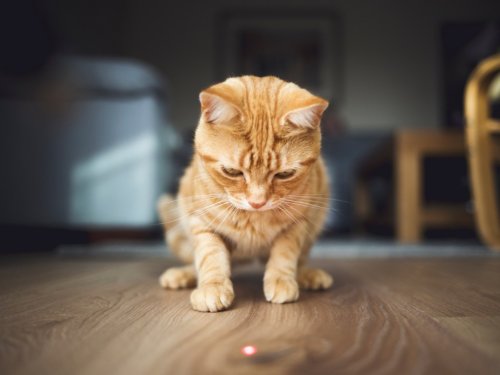 ‘Even the Laziest Cats’ Will Go Crazy For This 3-Speed Automatic Laser Toy