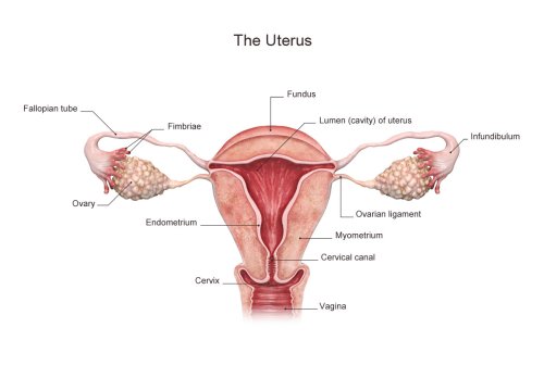 Viral Thread Exposes How Female Reproductive Parts Are Named After Men