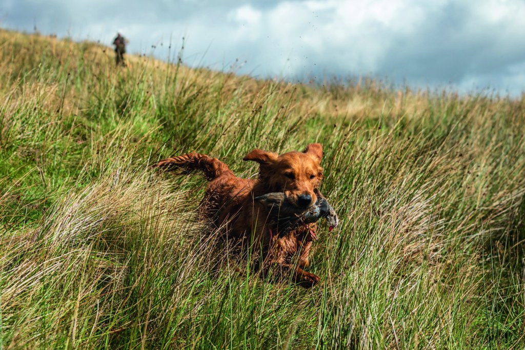 Gundogs - cover