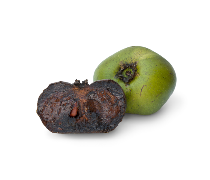 How to Eat Black Sapote