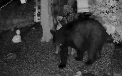 Black Bear Spotted in Freehold Munching on Some Bird Feeders