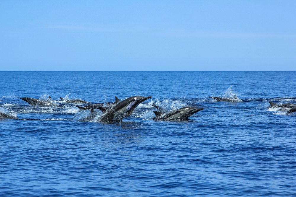 This Mexican Sea Is Called the World's Aquarium—Here's Why Divers Never Miss This Spot